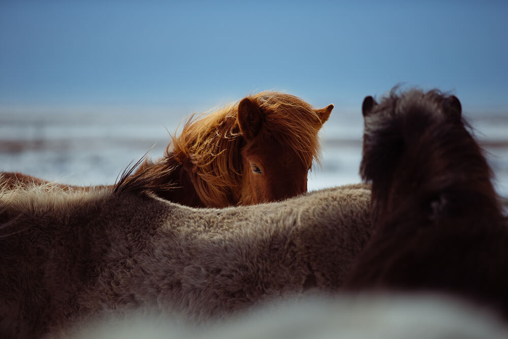 Icelandic horses